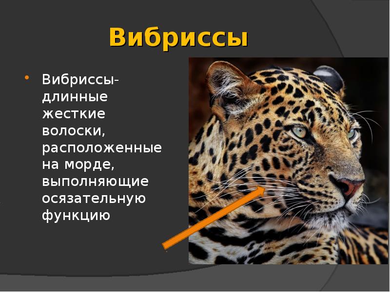 Вибриссы
Вибриссы-длинные жесткие волоски, расположенные на морде, выполняющие осязательную функцию Вибриссы
Вибриссы-длинные жесткие волоски, расположенные на морде, выполняющие осязательную функцию