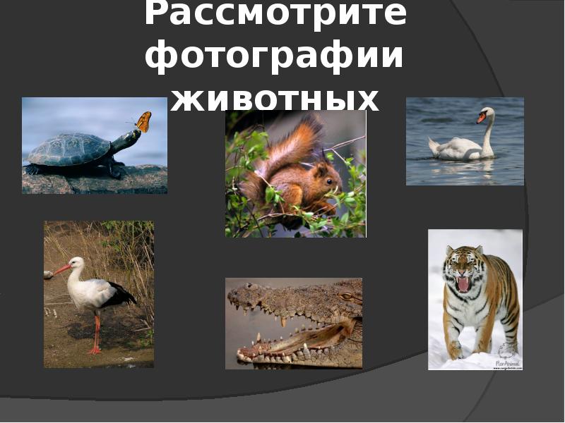 Рассмотрите фотографии животных Рассмотрите фотографии животных