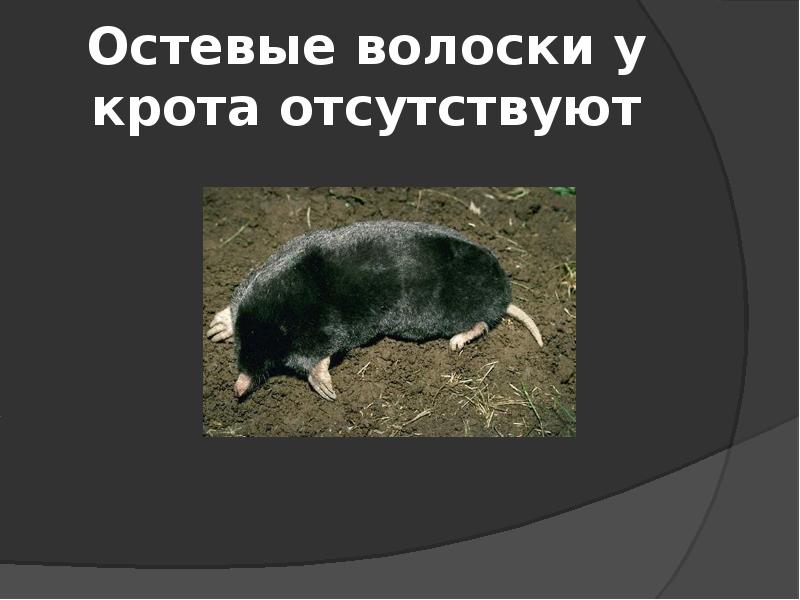 Остевые волоски у крота отсутствуют Остевые волоски у крота отсутствуют
