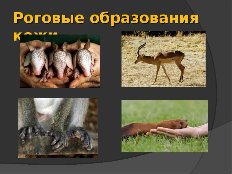 Роговые образования кожи Роговые образования кожи