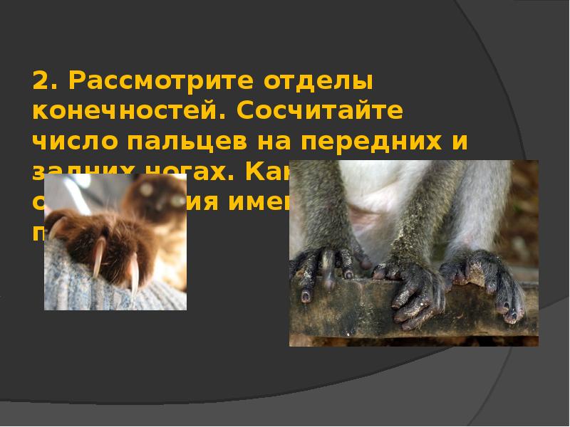 2. Рассмотрите отделы конечностей. Сосчитайте число пальцев на передних и задних ногах. 2. Рассмотрите отделы конечностей. Сосчитайте число пальцев на передних и задних ногах.