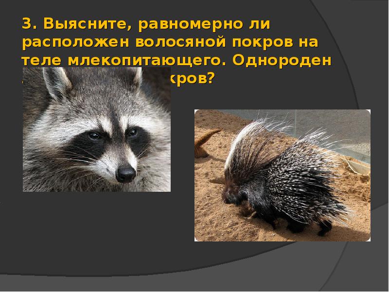 3. Выясните, равномерно ли расположен волосяной покров на теле млекопитающего. Однороден ли 3. Выясните, равномерно ли расположен волосяной покров на теле млекопитающего. Однороден ли