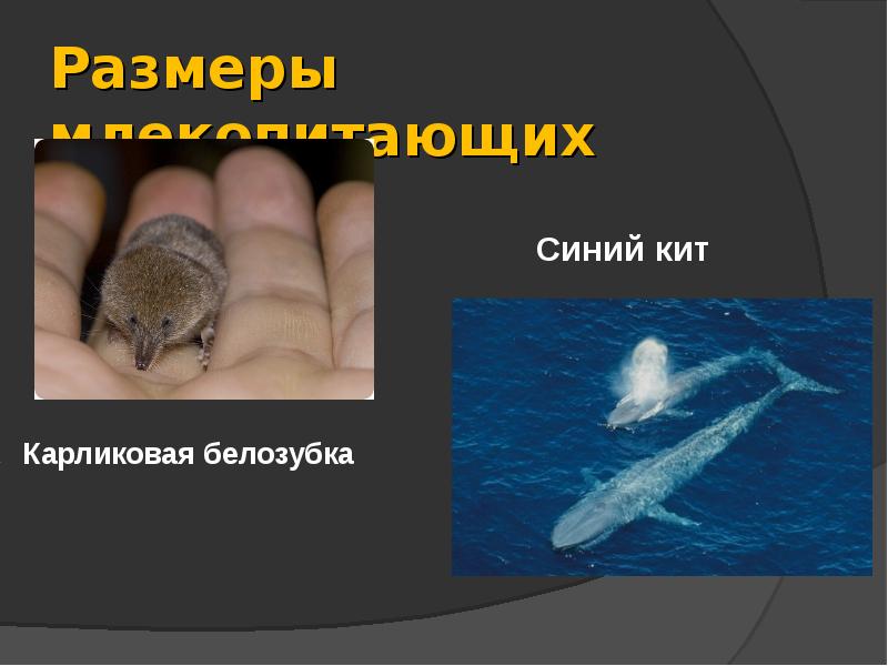 Размеры млекопитающих Размеры млекопитающих