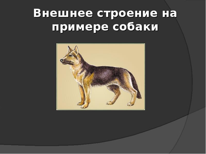 Внешнее строение на примере собаки Внешнее строение на примере собаки