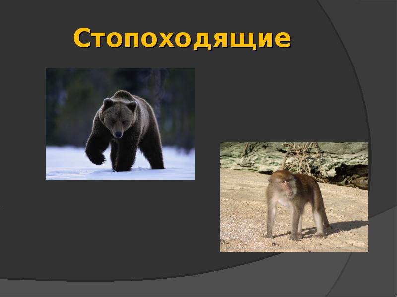 Стопоходящие Стопоходящие