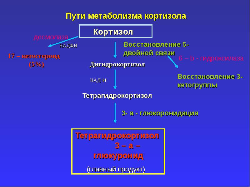 Кортизол биохимия презентация