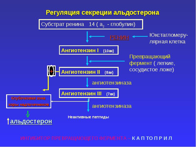 Классификация гормонов биохимия презентация