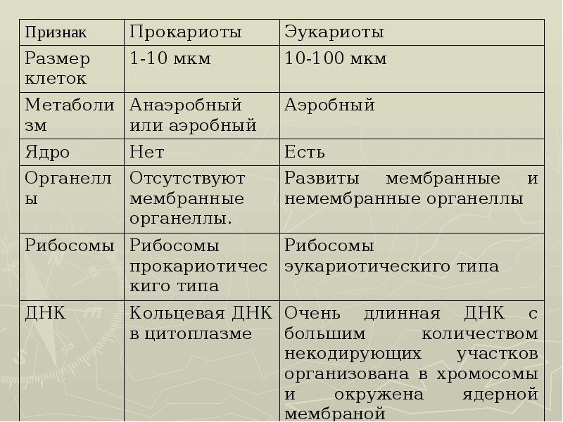 Отличие эукариотов. Сравнительная таблица прокариот и эукариот. Характеристика эукариотической клетки.