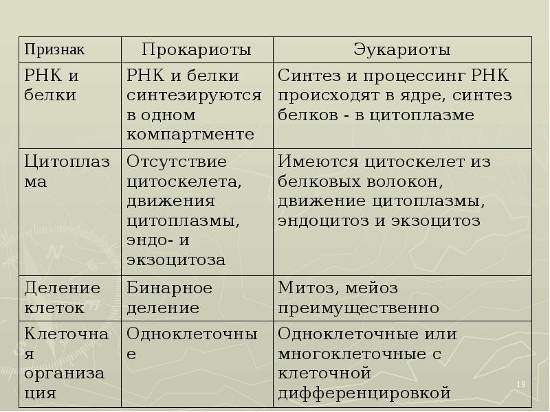 Рнк и белки эукариот