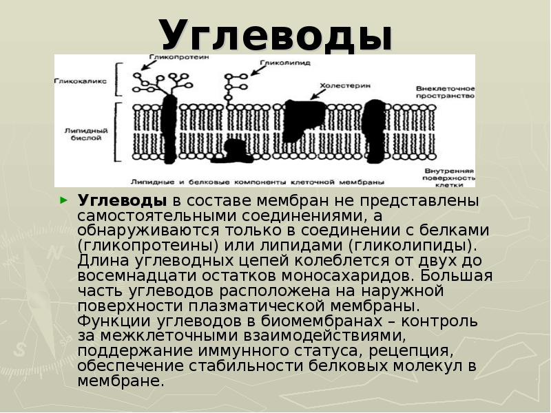 В состав мембраны входят