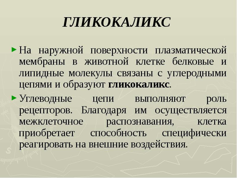 Гликокаликс выполняет функции. Гликокаликс выполняет функции