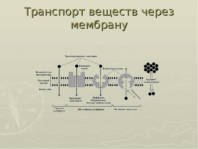 Транспорт мембран. Схема транспорта веществ через полупроницаемую мембрану. Транспорт веществ через мембрану физиология таблица. Схема механизмов транспорта веществ через мембрану. Типы транспорта веществ через плазматическую мембрану.