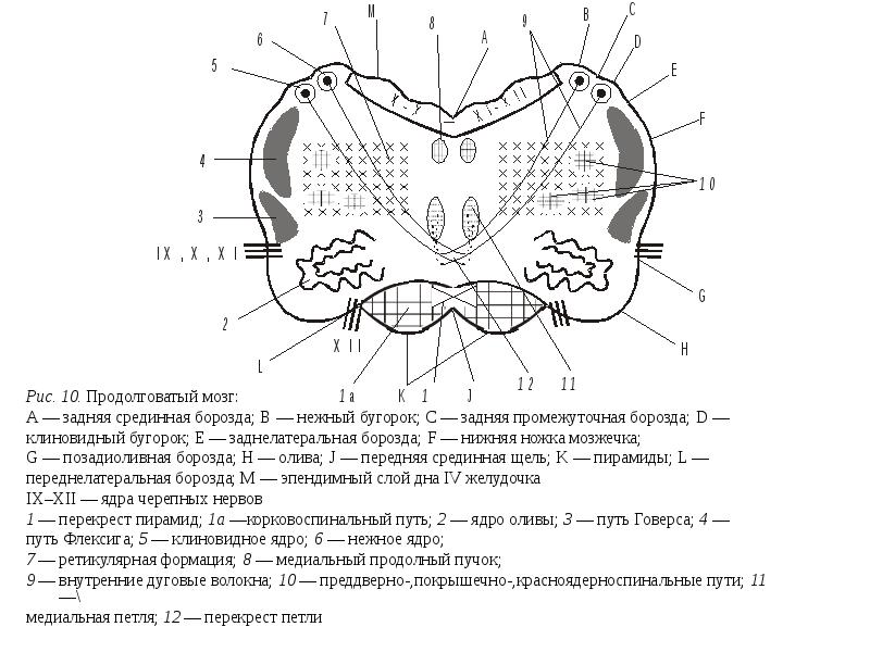 Мост картинка анатомия