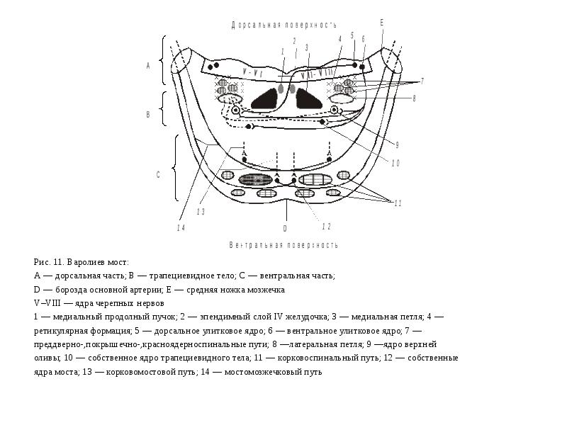 Трапециевидное тело