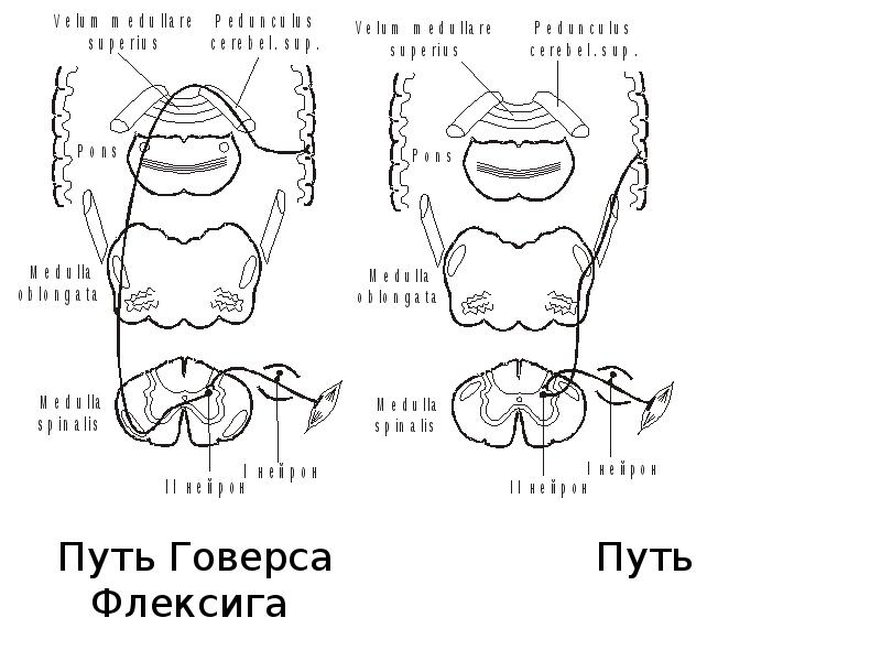 Путь говерса схема