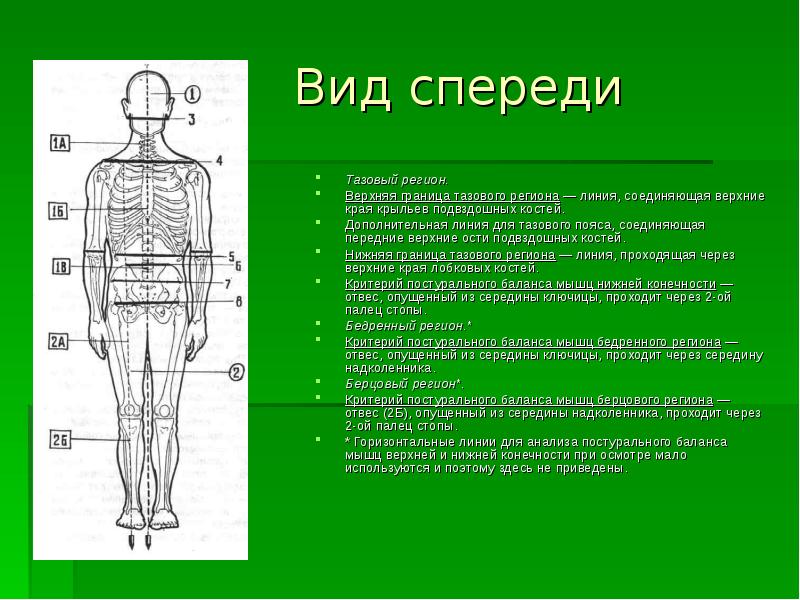 Дополнительная линия. Линия соединяющая передние Верхние ости подвздошных костей. Постуральная линия тела. Критерии постурального баланса мышц тазового пояса. Заднепередняя постуральная линия проходит через.