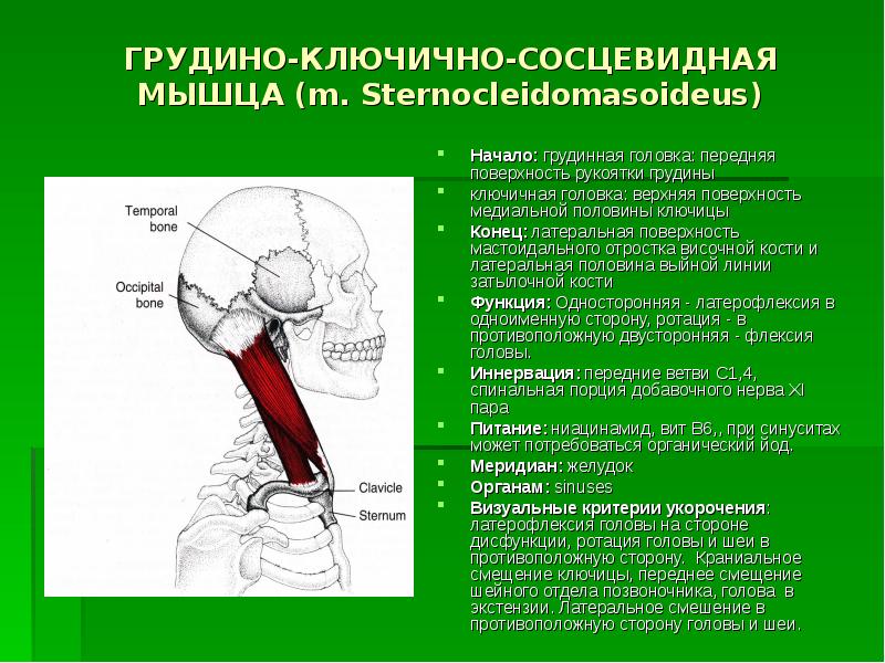 Переднюю стенку слепого мешка грудино ключично сосцевидной мышцы составляет