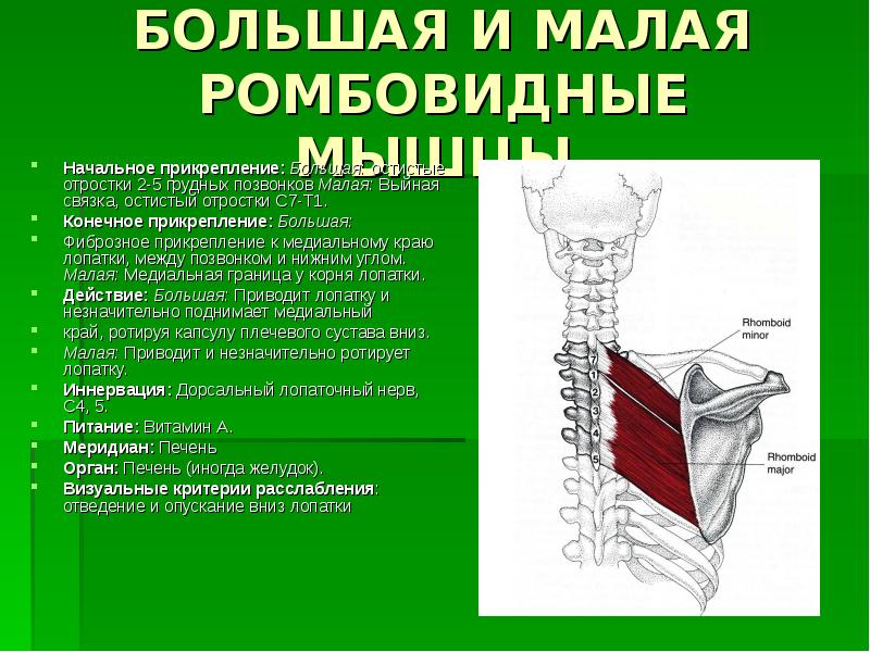 Мышца опускающая. Большая и малая ромбовидные мышцы. Ромбовидная мышца иннервация. Ромбовидная мышца и мышца поднимающая лопатку. Большая ромбовидная мышца кровоснабжение.