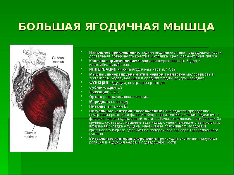 Широкая ягодичная мышца