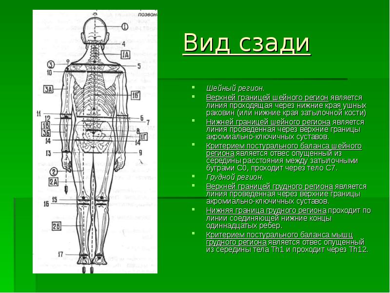 Линия проходящая. Постуральный баланс сетка. Визуальная диагностика тела. Широкие бедра вид сзади. Визуальная диагностика по Васильевой.