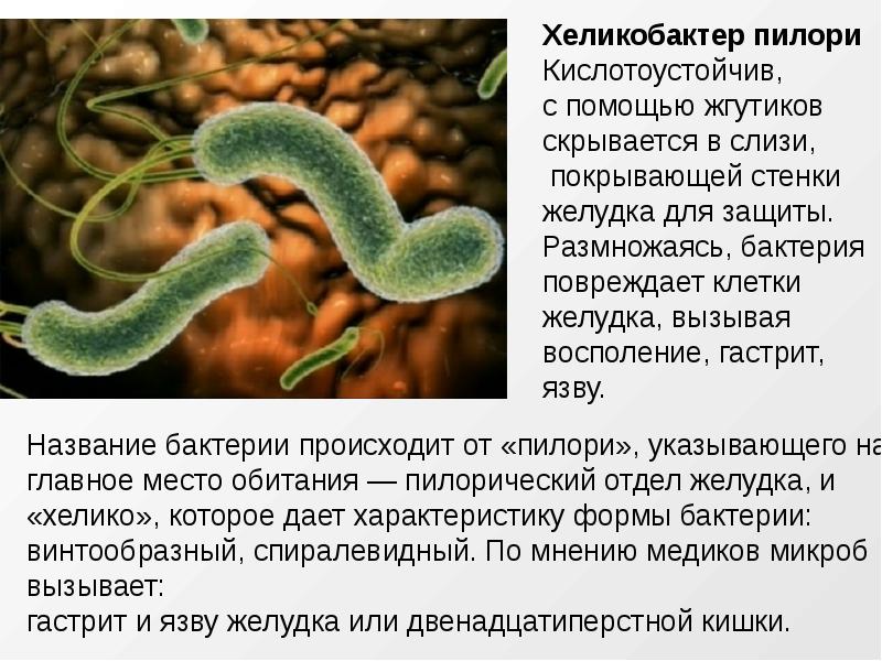 Палочка гастрита. Бактерия хеликобактер пилори. Гастрит бактерия Helicobacter. Бактерия хеликобактер симптомы. Язва желудка бактерия хеликобактер.