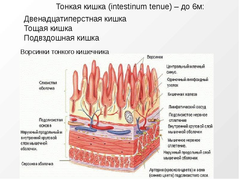 Внутренняя поверхность кишечника. Строение тонкого кишечника человека. Строение стенки тонкого кишечника анатомия. Двенадцатиперстная кишка и тонкий кишечник строение. Подвздошная кишка анатомия строение.