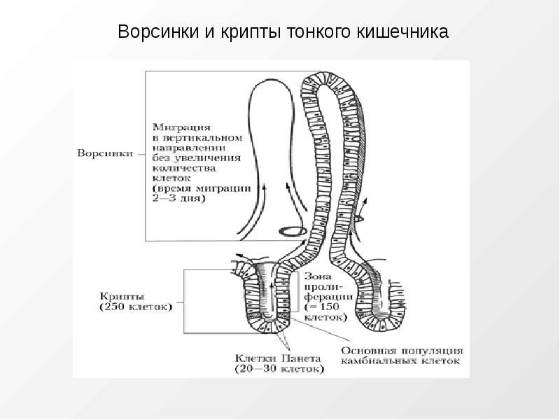 Благодаря ворсинкам кишечника