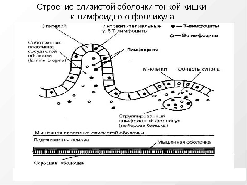 Схема строения пейеровой бляшки