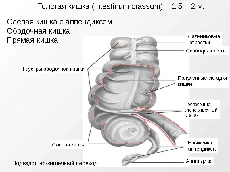 Сальниковые отростки