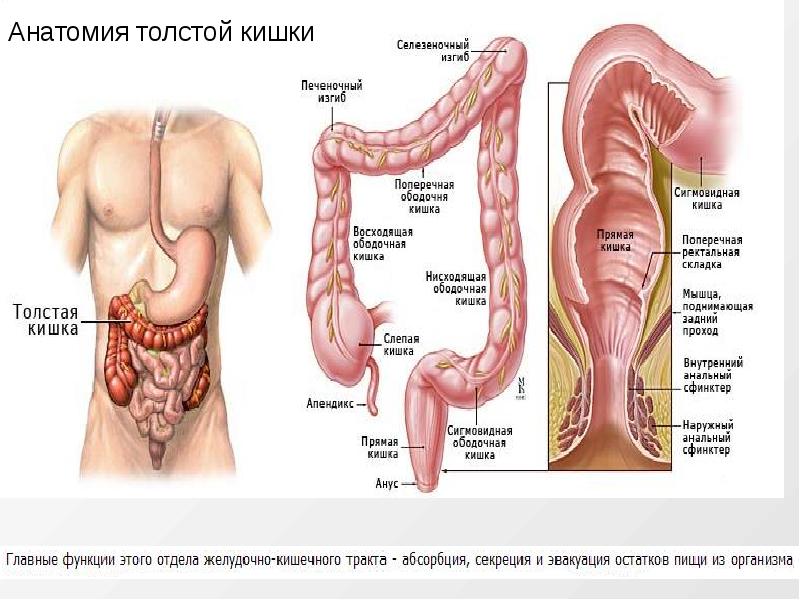 Изгиб кишечника. Анатомия восходящего отдела толстой кишки. Левый изгиб ободочной кишки анатомия. Анатомия прямая кишка кишечник у женщин. Толстый кишечник анатомия.