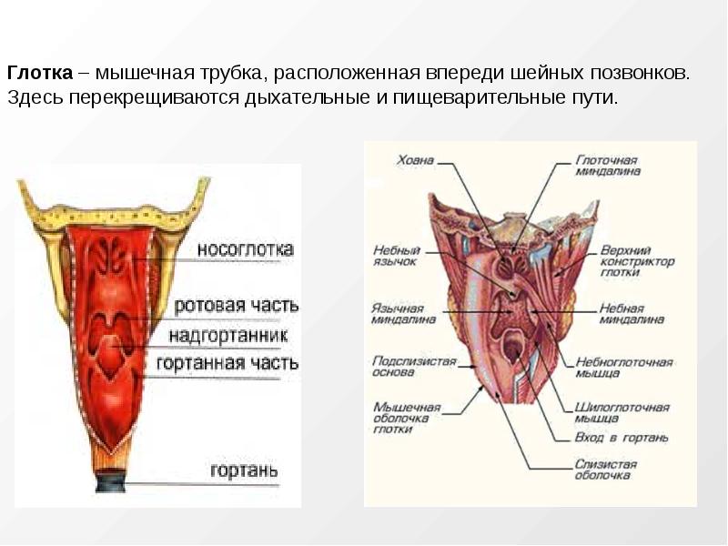 Глотка т. Строение стенки глотки анатомия оболочки. Глотка строение анатомия латинский. Глотка строение стенки мышцы глотки. Строение полости глотки.