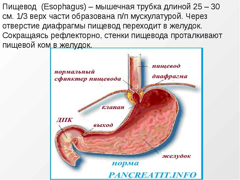 Клапан между желудком и пищеводом. Соединение между пищеводом и желудком. Сфинктер между желудком и пищеводом.