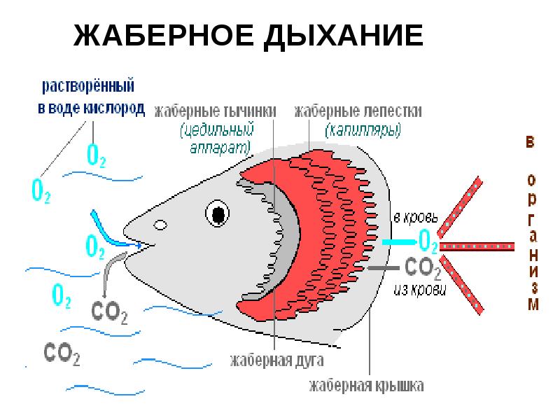 Что характерно для изображенного на рисунке животного ящерица жаберное дыхание