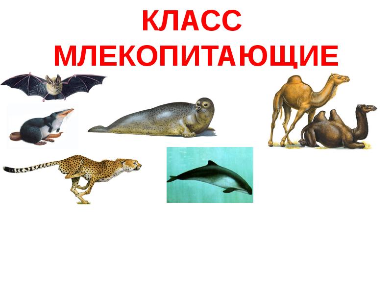 Классы млекопитающих презентация