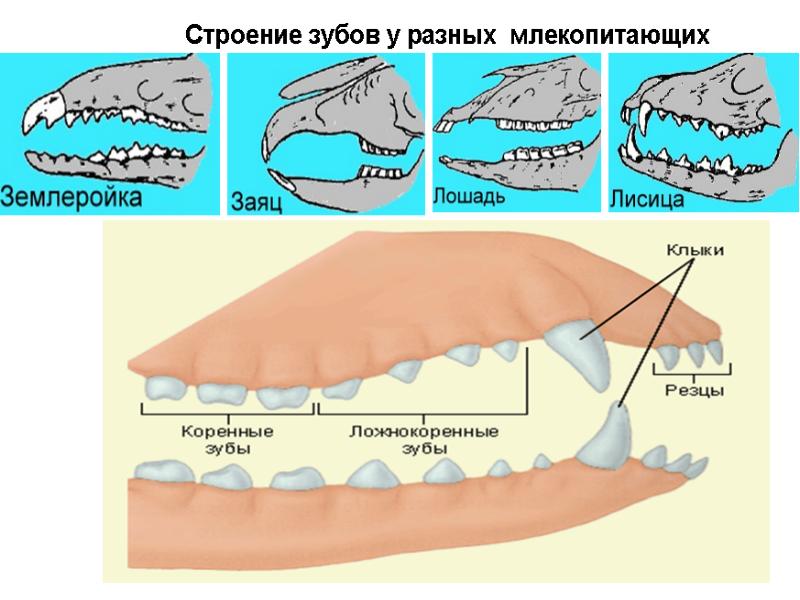 К какому отряду класса млекопитающие относят животных с зубной системой изображенной на рисунке