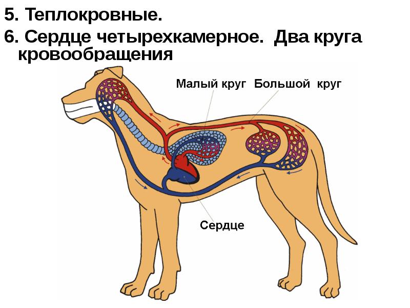 Какое кровообращение у млекопитающих