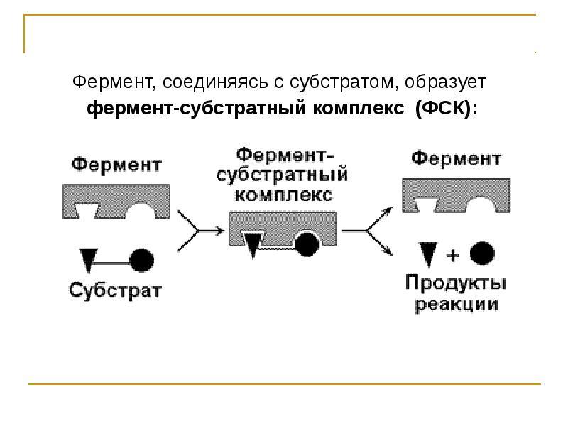 Схема образования комплекса фермент вещество