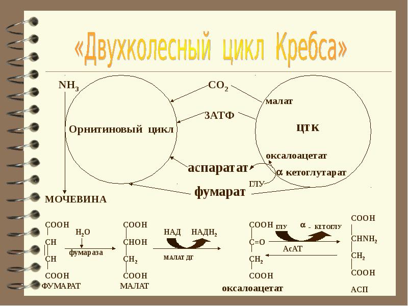 Велосипед двухколесный Kreiss 14 дюймов страна …