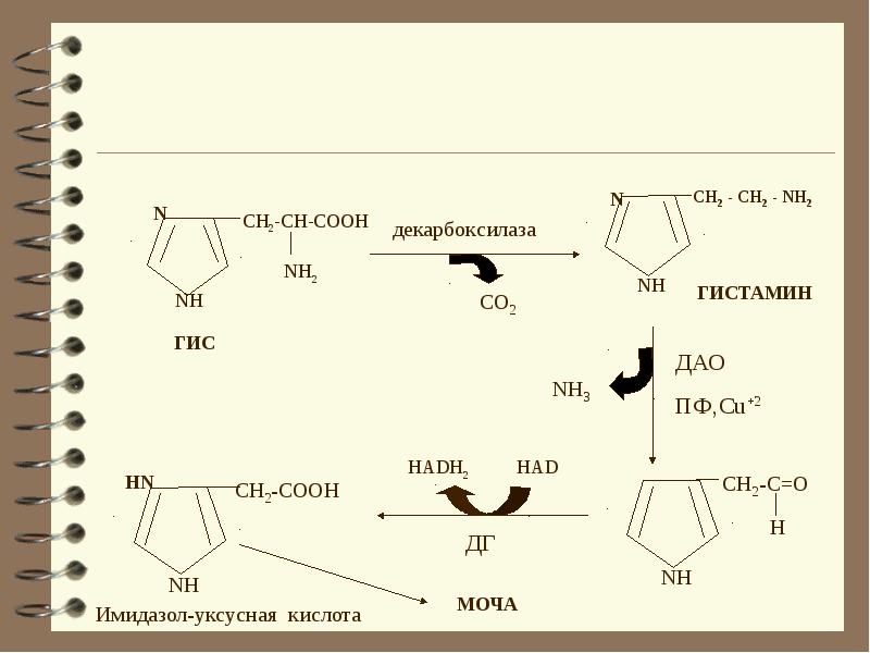 Простой обмен. Гистамин декарбоксилаза. Ch3cooh декарбоксилаза. Had плюс и Hadh биохимия. Декарбоксилаза + c11h5nh2ohnhcooh.