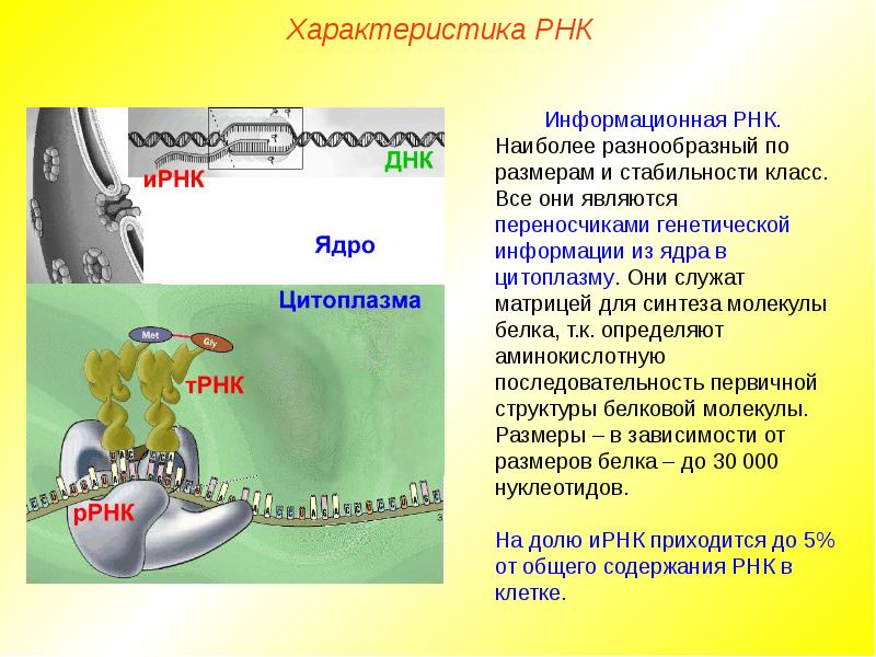 Описание молекул рнк. Рибонуклеиновая кислота презентация. Обеспечивает Синтез РНК. Где синтезируется РНК.