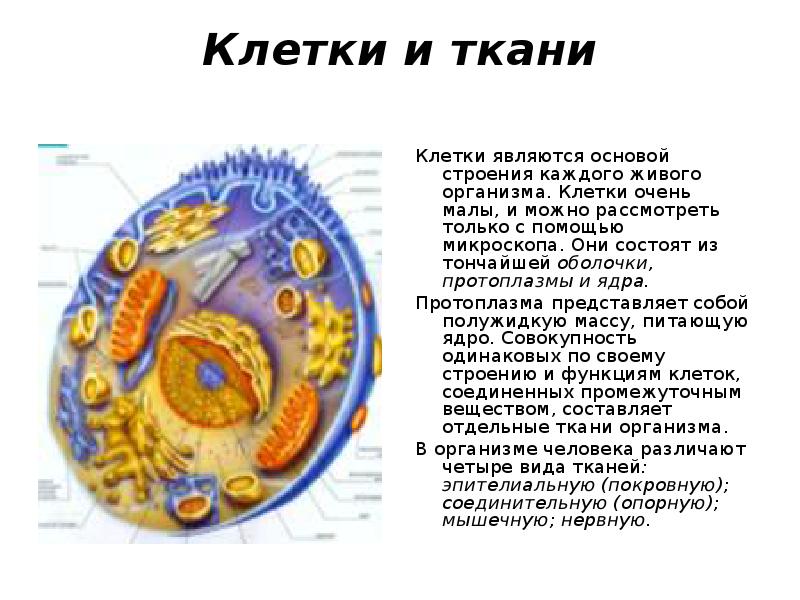 Какие клетки являются. Протоплазма клетки. Строение клетки протоплазма. Строение протоплазмы. Протоплазма и цитоплазма клетки.