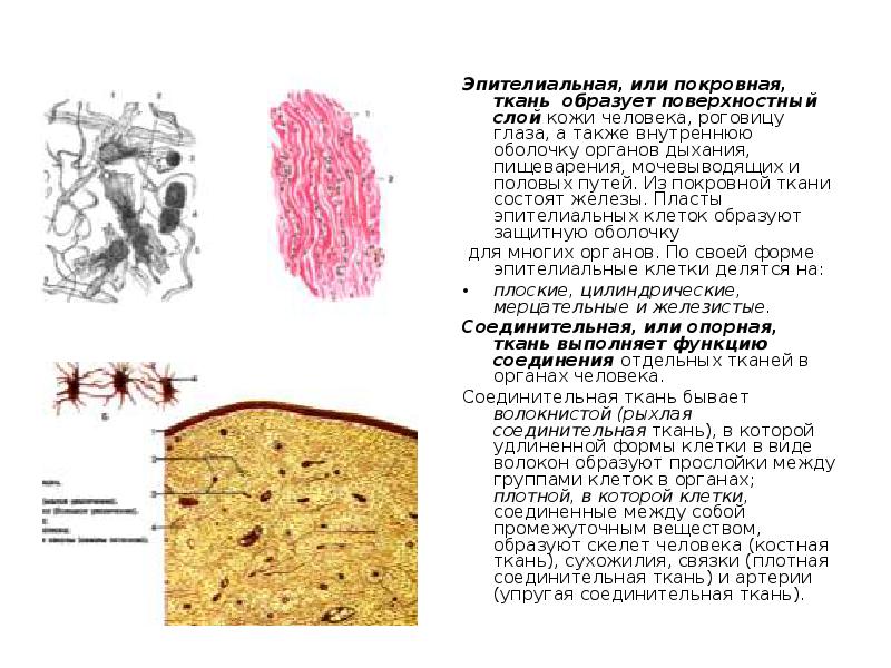 Соединительная ткань образует. Эпителиальная ткань образует. Железы образованы тканью. Железы состоят из эпителиальной ткани. Железистая ткань состоит из.
