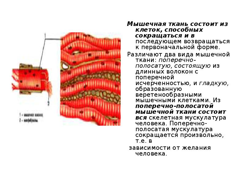 1 ткань состоит из. Ткань состоящая из способных сокращаться многоядерных клеток. Ткань способная сокращаться. Клетки способны сокращаться. Ткань способная сокращаться многоядерные клетки.