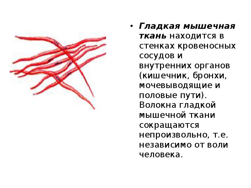 Ткань находящаяся. Гладкая мышечная ткань находится. Гладкая мышечная ткань располагается. Мышечная ткань кровеносных сосудов. Гладкая мышечная ткань где находится.