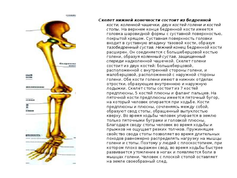 1 скелет голени. Скелет нижних конечностей. Скелет нижних конечностей состоит из. Голень состоит из двух костей. Скелет голени.