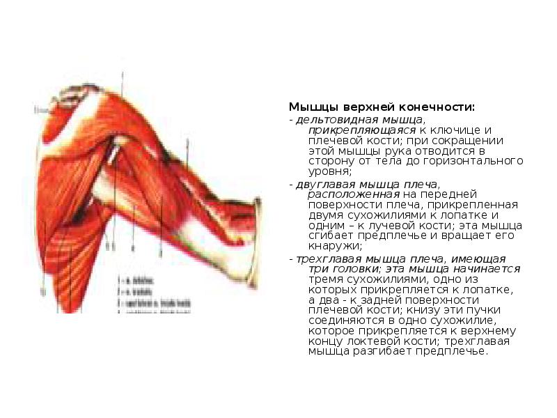 Мышцы пояса верхней конечности. Дельтовидная мышца верхней конечности. Мышцы прикрепляющиеся к ключице. Мышцы верхней конечности двуглавая мышца. Мышцы прикрепляющиеся к костям верхней конечности.