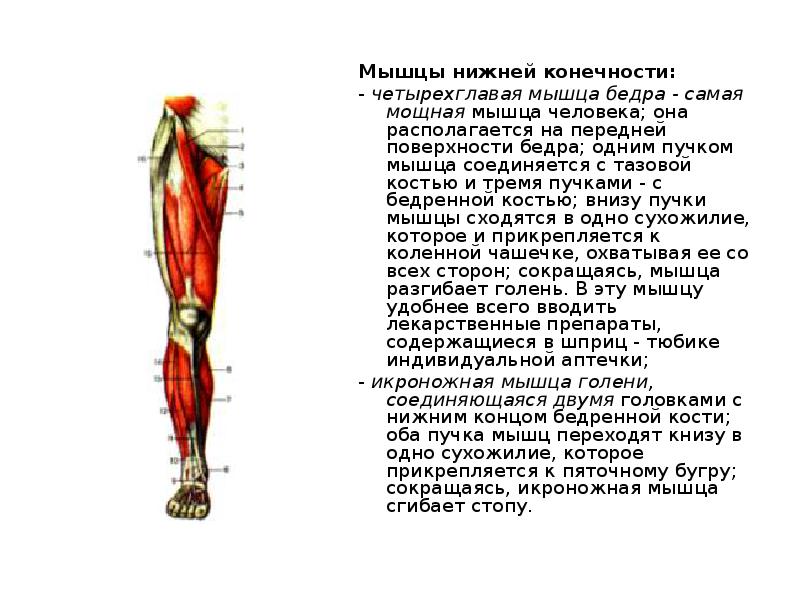 Мышцы нижних конечностей анатомия. Глубокие мышцы нижней конечности сзади. Мышцы нижней конечности четырехглавая. Мышцы нижних конечностей и их функции. Кости и мышцы нижних конечностей.