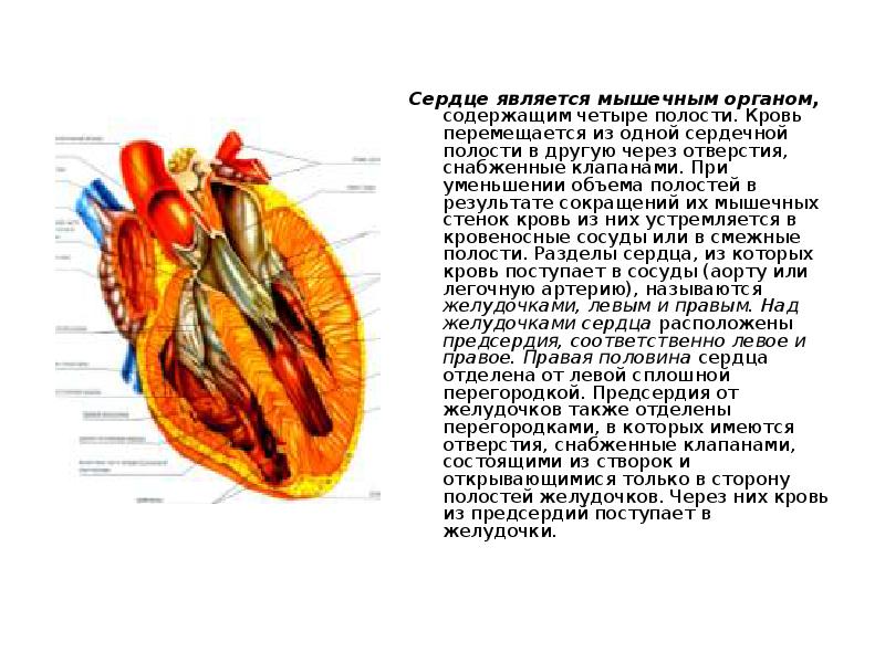 Сердце является. Сердце является органом. 4 Полости сердца.