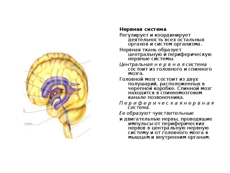 Регулирует работу нервной системы. Центральная нервная система регулирует. Центральная нервная система р. Нервная система регулирует работу органов. Регулирует деятельность всех органов и систем органов.