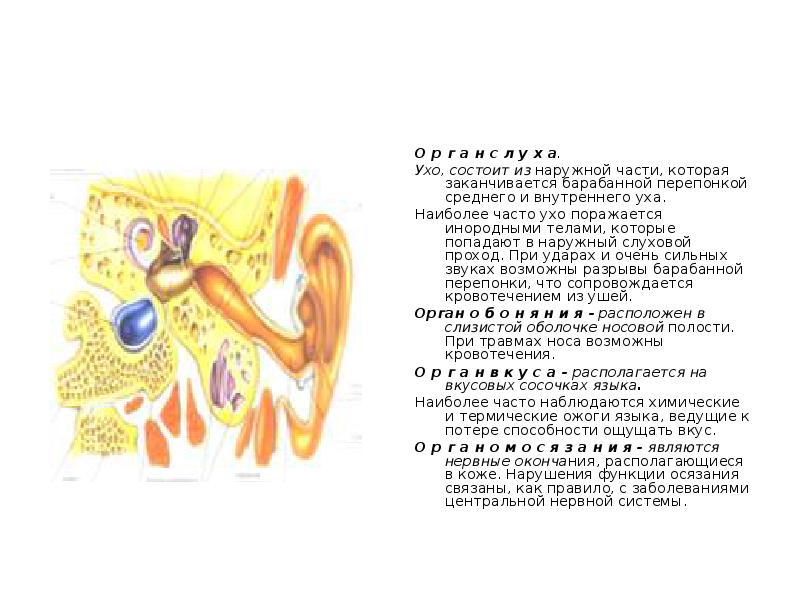 кохлеарный неврит слухового нерва. иннервация ушной раковины человека. невринома преддверно-улиткового нерва. зоны иннервации тройничного нерва. лицевой нерв околоушная железа.